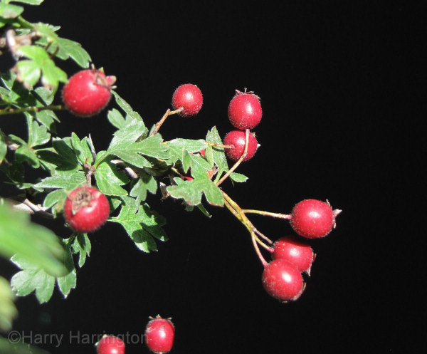 bonsai fruit